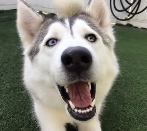 Dog super happy with mouth open outside at K9s Only